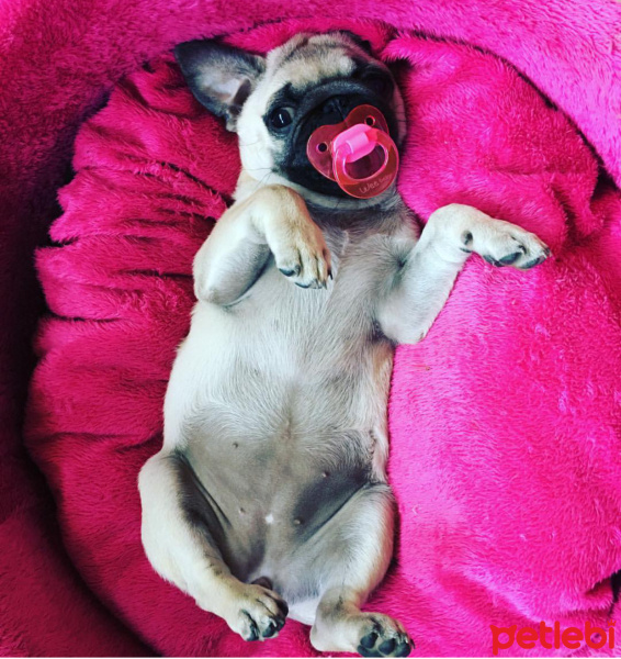 Pug, Köpek  Shiva fotoğrafı