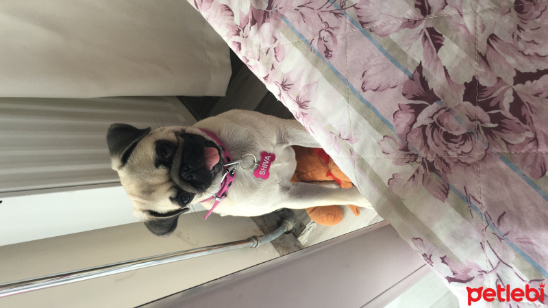 Pug, Köpek  Shiva fotoğrafı
