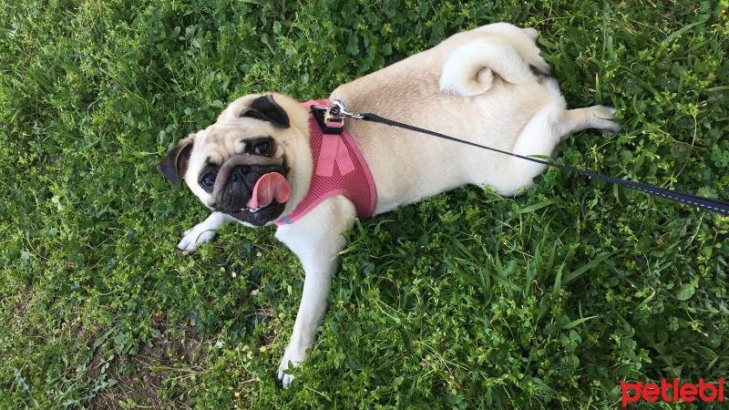 Pug, Köpek  Shiva fotoğrafı