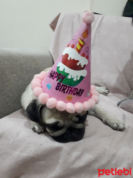 Pug, Köpek  Shiva fotoğrafı