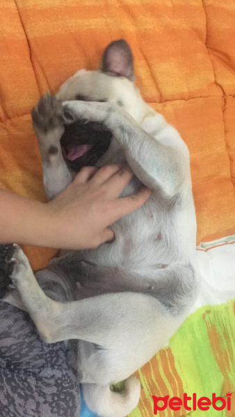 Pug, Köpek  Shiva fotoğrafı