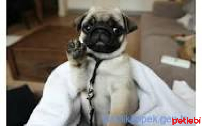 Pug, Köpek  popy fotoğrafı