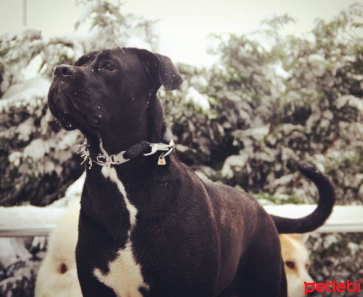 Cane Corso Italiano, Köpek  Nero fotoğrafı