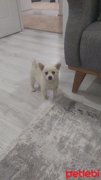Pomeranyalı, Köpek  Topak fotoğrafı