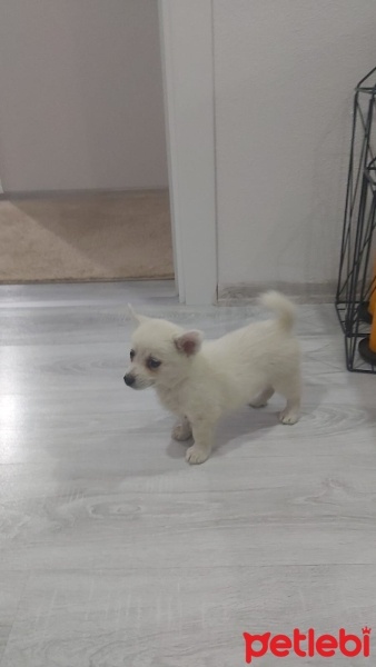 Pomeranyalı, Köpek  Topak fotoğrafı