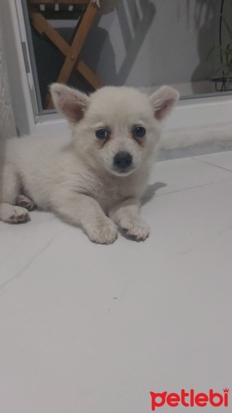Pomeranyalı, Köpek  Topak fotoğrafı