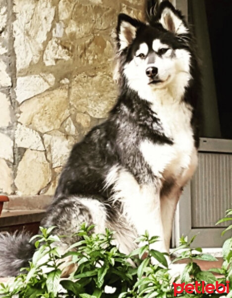 Alaskan Malamute, Köpek  Summer fotoğrafı