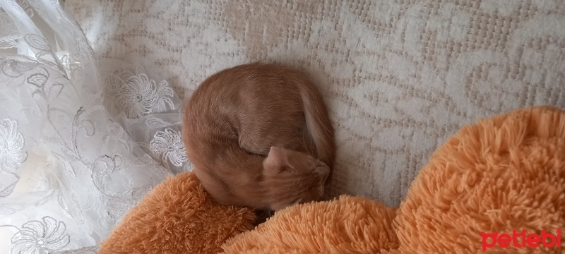 Tekir Kedi, Kedi  Venüs fotoğrafı