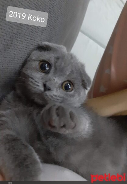 Scottish Fold, Kedi  Koko fotoğrafı