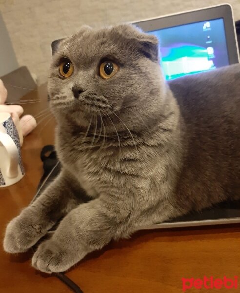 Scottish Fold, Kedi  Koko fotoğrafı