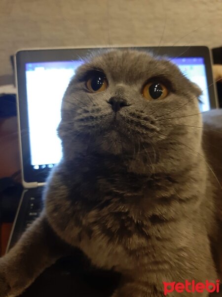 Scottish Fold, Kedi  Koko fotoğrafı