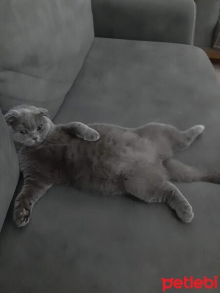 Scottish Fold, Kedi  Koko fotoğrafı