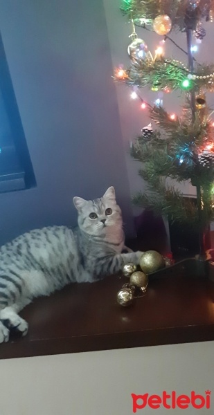 British Shorthair, Kedi  Çakıl fotoğrafı