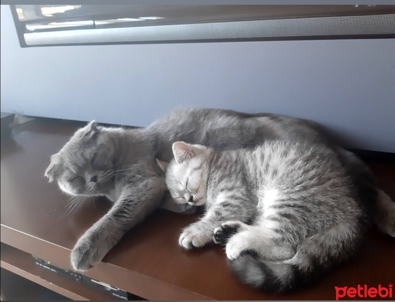 British Shorthair, Kedi  Çakıl fotoğrafı