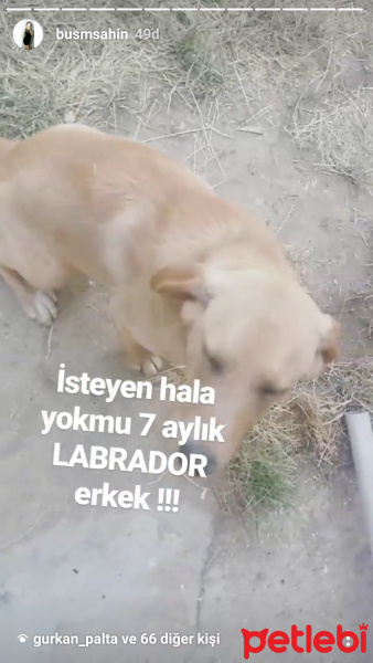Labrador Retriever, Köpek  Odi fotoğrafı