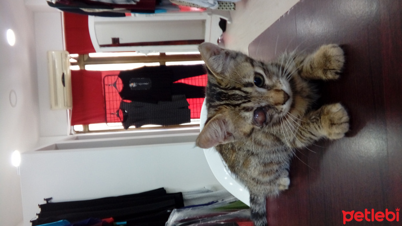 Tekir Kedi, Kedi  Yok fotoğrafı