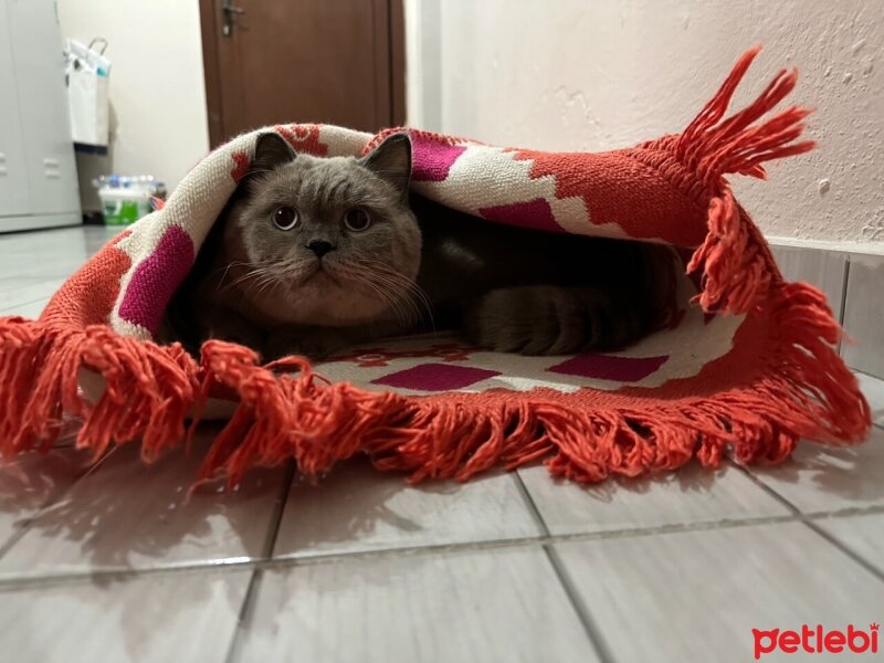 British Shorthair, Kedi  Müdür fotoğrafı