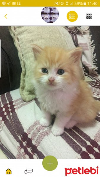 Tekir Kedi, Kedi  Mello fotoğrafı