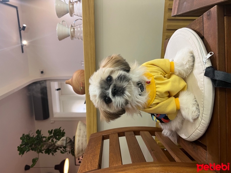 Shih Tzu, Köpek  Çapkın Blush fotoğrafı