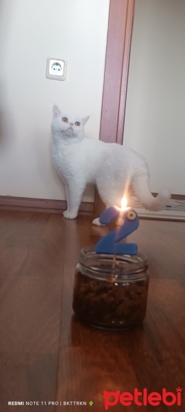British Shorthair, Kedi  Kar fotoğrafı