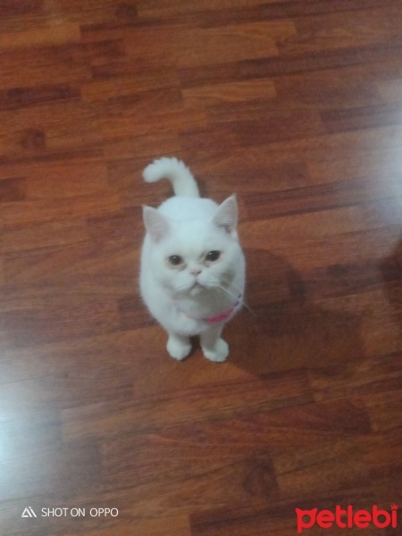 British Shorthair, Kedi  Kar fotoğrafı
