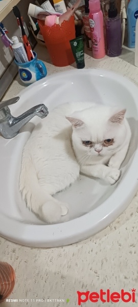 British Shorthair, Kedi  Kar fotoğrafı