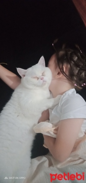 British Shorthair, Kedi  Kar fotoğrafı