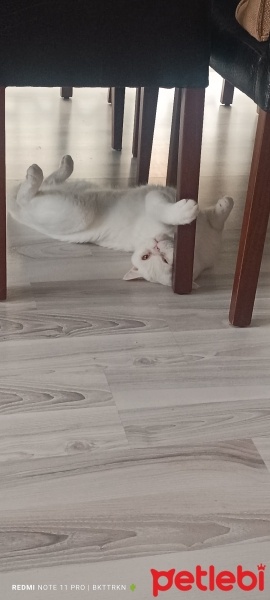 British Shorthair, Kedi  Kar fotoğrafı