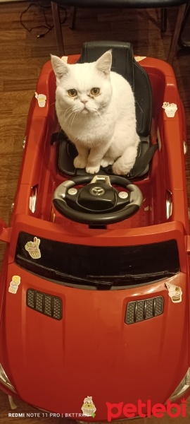 British Shorthair, Kedi  Kar fotoğrafı