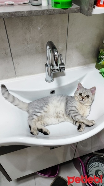 British Shorthair, Kedi  Çiko fotoğrafı