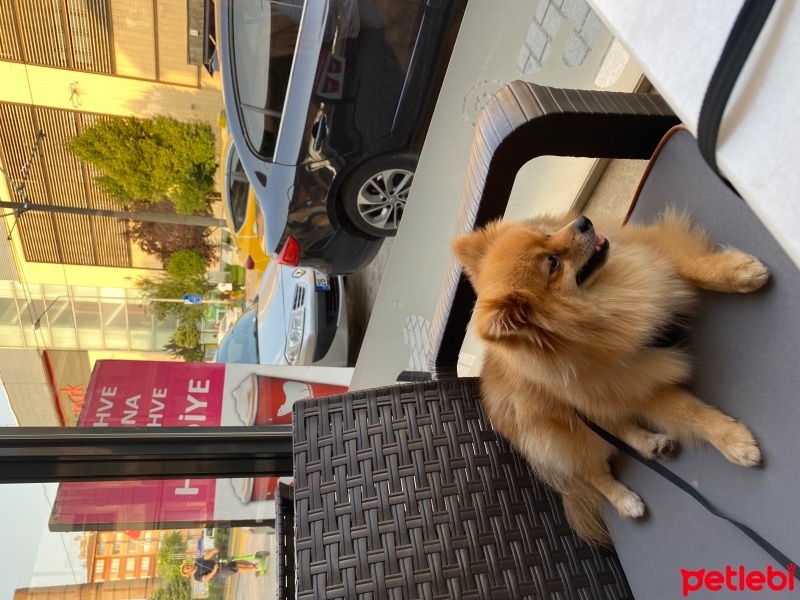 Pomeranyalı, Köpek  Paris fotoğrafı