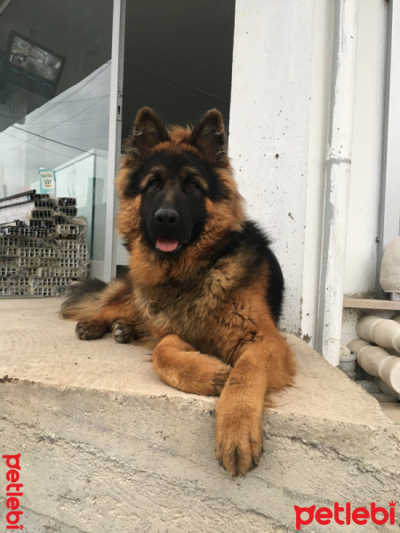 Alman Çoban Köpeği, Köpek  Dark fotoğrafı