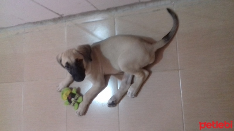 Kangal, Köpek  Karaburun fotoğrafı