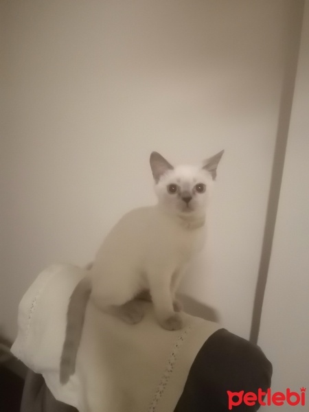 British Shorthair, Kedi  Vina fotoğrafı
