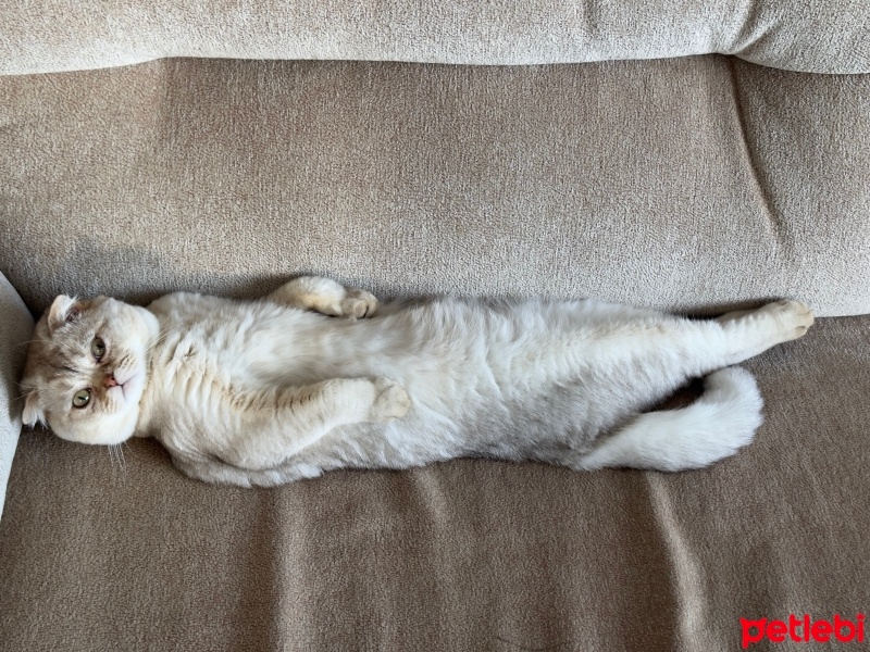 Scottish Fold, Kedi  Şans fotoğrafı