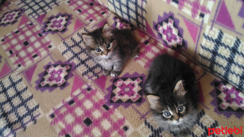 İran Kedisi (Persian), Kedi  edi büdü fotoğrafı