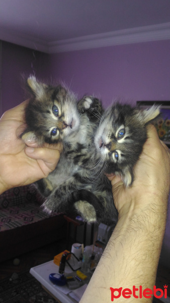 İran Kedisi (Persian), Kedi  edi büdü fotoğrafı