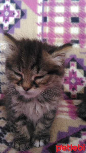 İran Kedisi (Persian), Kedi  edi büdü fotoğrafı