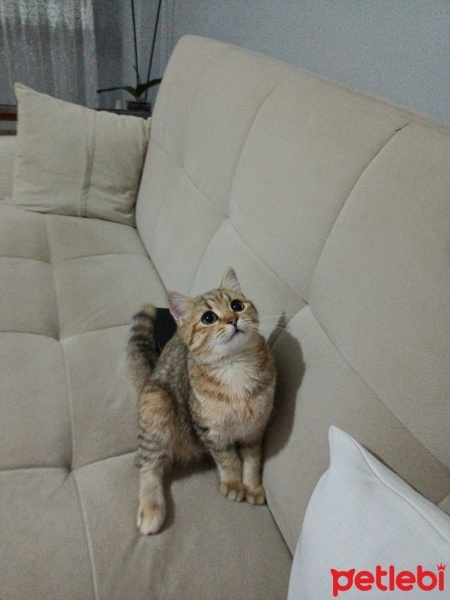 British Shorthair, Kedi  Kekik fotoğrafı