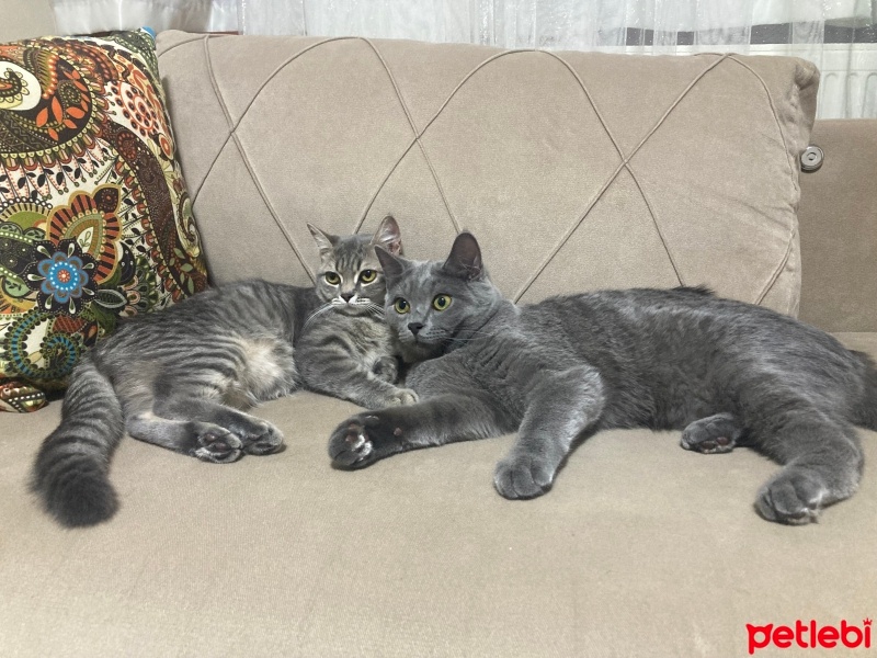 British Shorthair, Kedi  Alex ve mia fotoğrafı