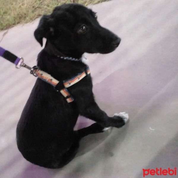 Sokö (Sokak Köpeği), Köpek  Bobi fotoğrafı