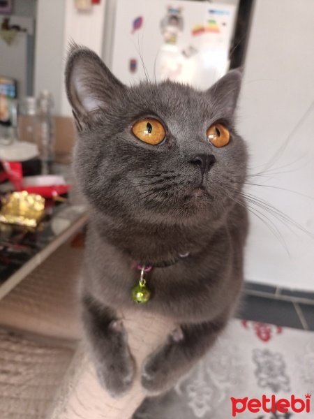 British Shorthair, Kedi  Violet fotoğrafı