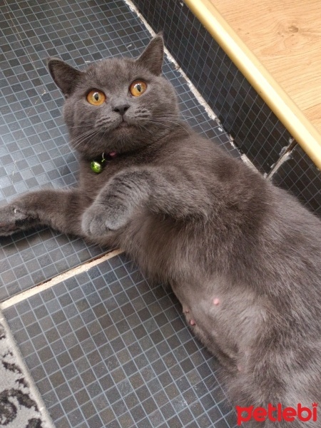 British Shorthair, Kedi  Violet fotoğrafı