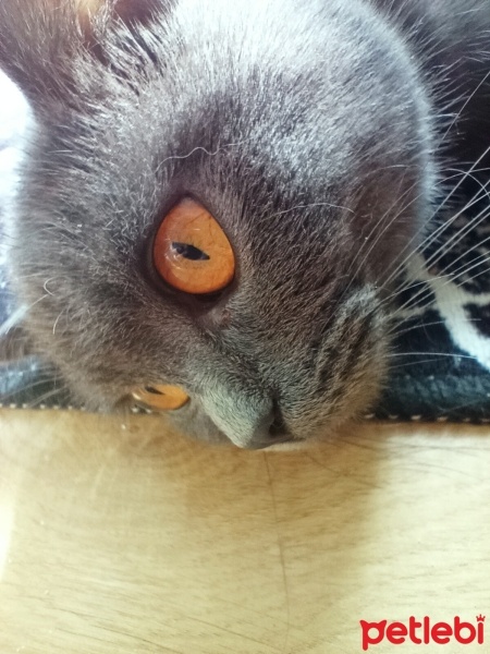 British Shorthair, Kedi  Violet fotoğrafı