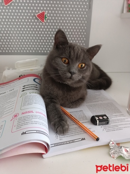 British Shorthair, Kedi  Violet fotoğrafı