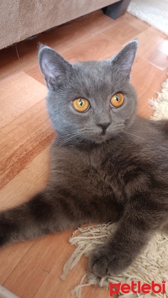 British Shorthair, Kedi  Violet fotoğrafı