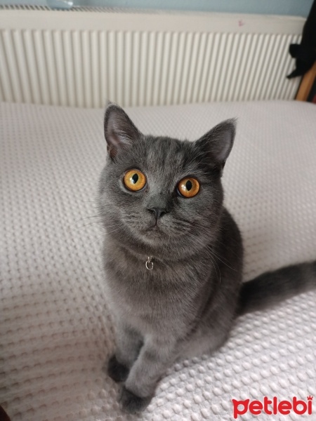 British Shorthair, Kedi  Violet fotoğrafı