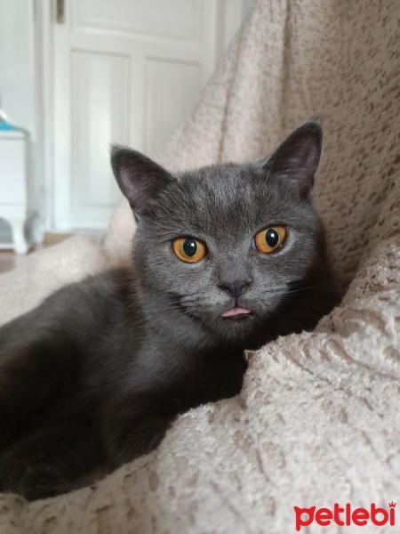 British Shorthair, Kedi  Violet fotoğrafı