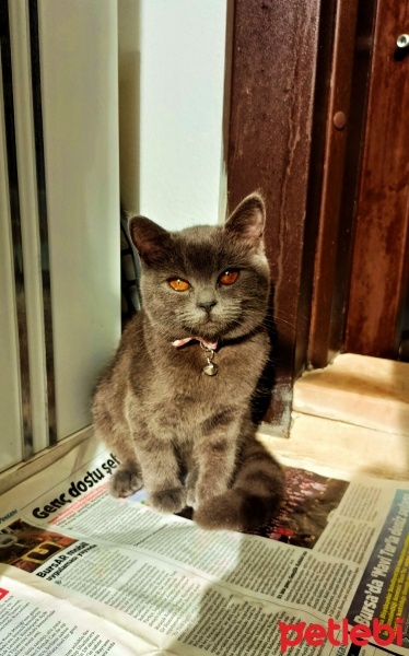 British Shorthair, Kedi  Violet fotoğrafı