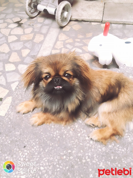 Pekingese, Köpek  mini fotoğrafı